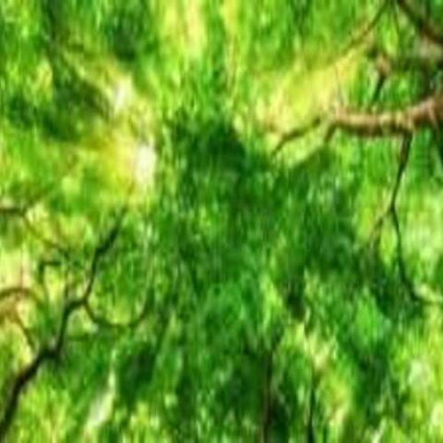 La méditation : une façon d’être….