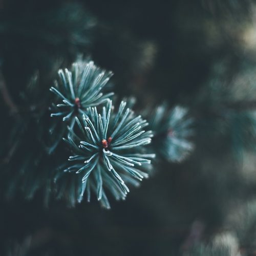 Attention les  plantes de Noël sont toxiques..